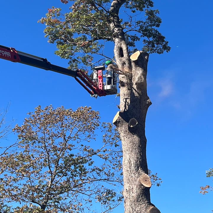 Thorpe’s Tree Service and Landscaping