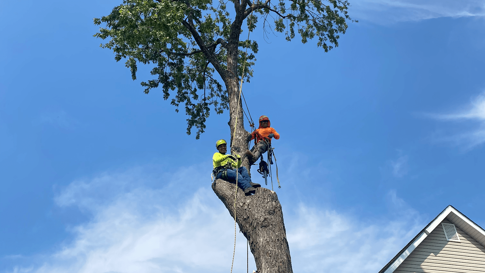 Jose's Tree Service