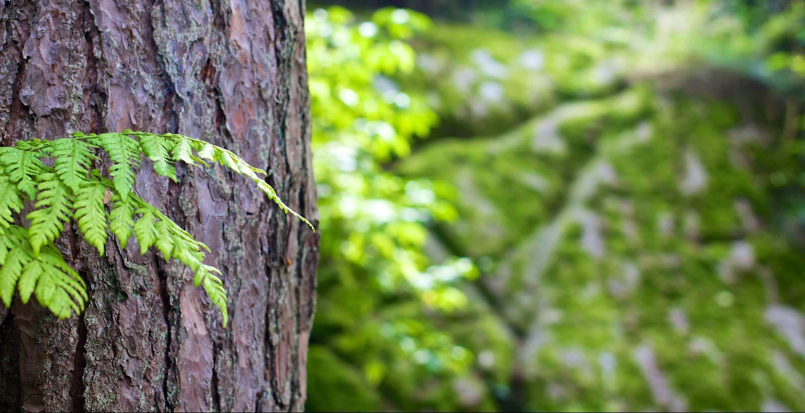 Woody's Tree Service