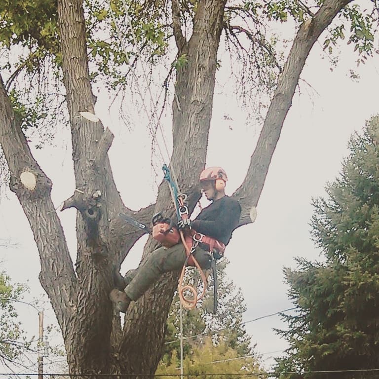 Gemi Tree Tree Trimming and Removal