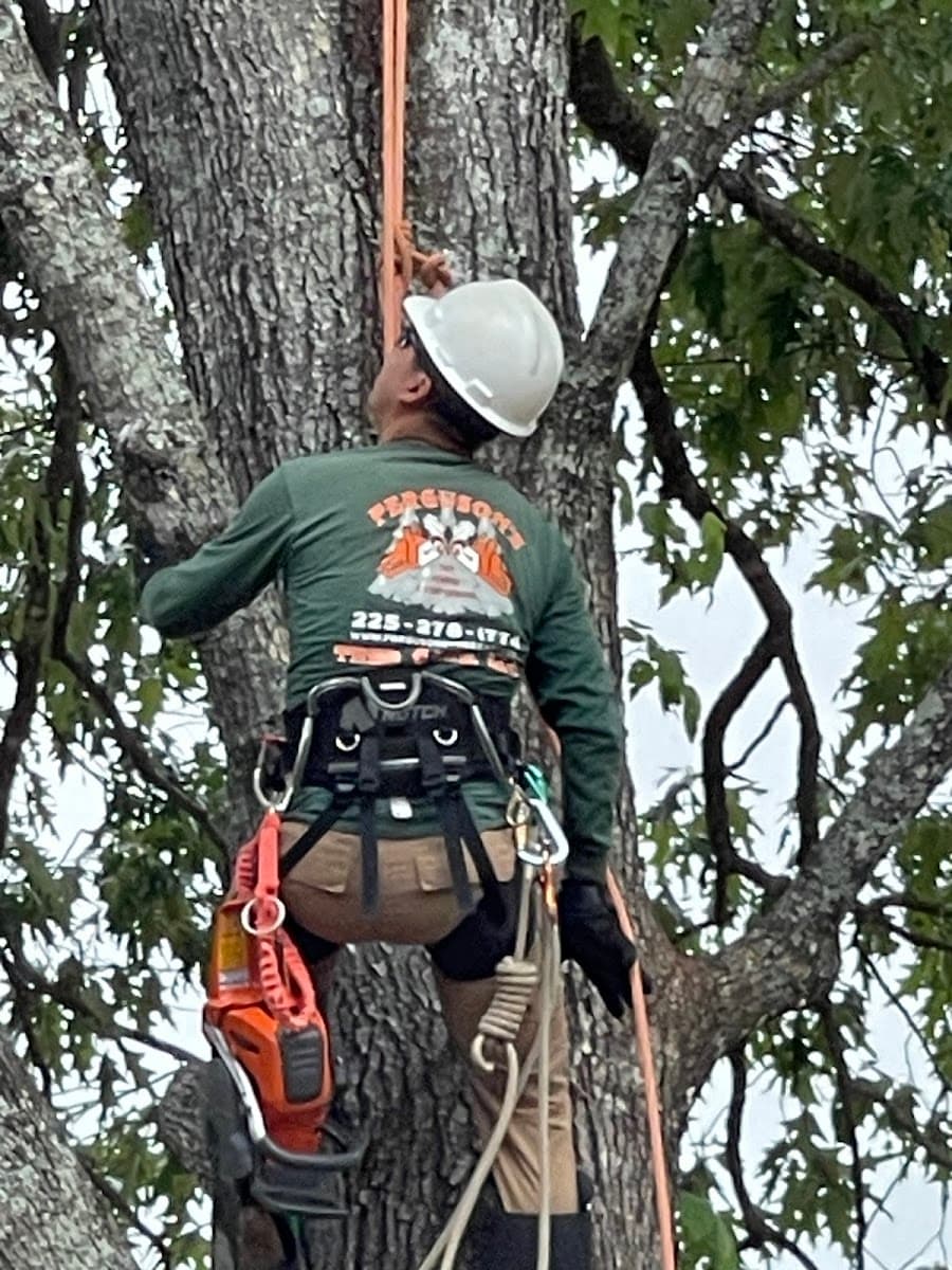 Ferguson's Tree Care, LLC - Tree Removal & Arborist Baton Rouge