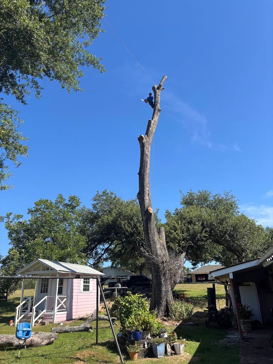 Tree Brother Tree Service LLC