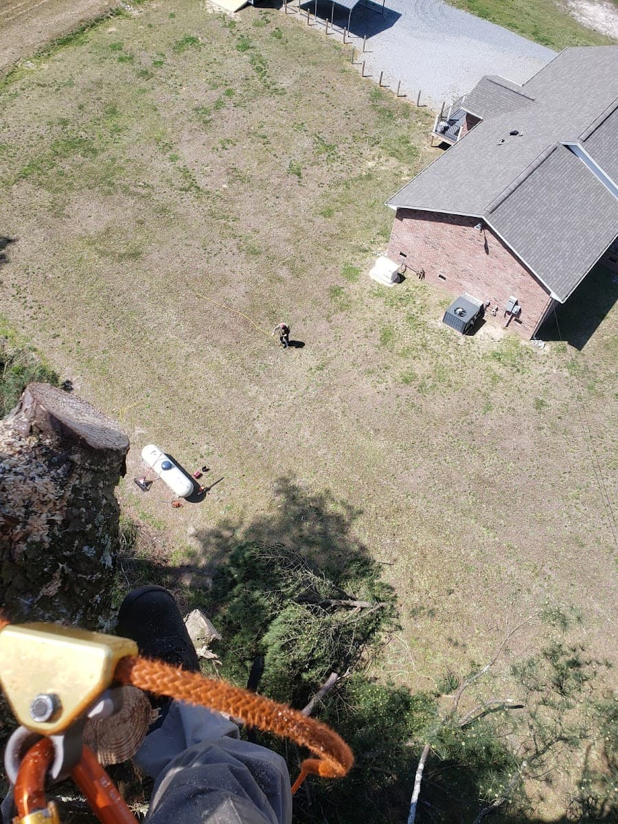 Tree Removal Service