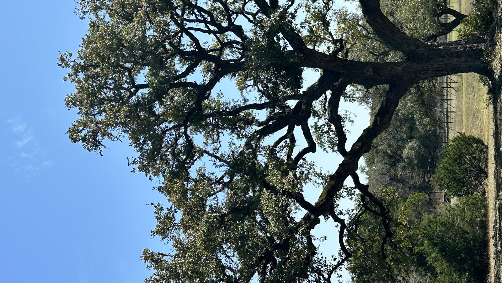 All Arbor Tree Trimming San Antonio