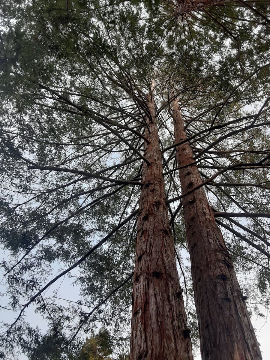 Francisco Mendoza tree service