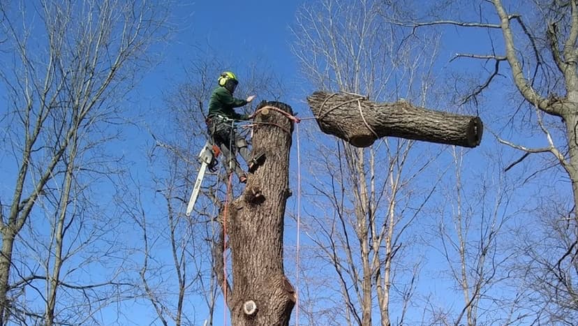 Scarpone Tree Service LLC