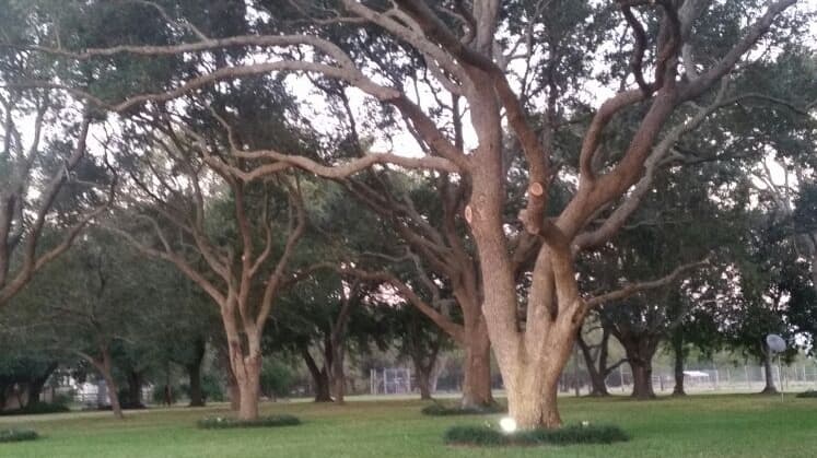 Cypress Tree Service Inc.