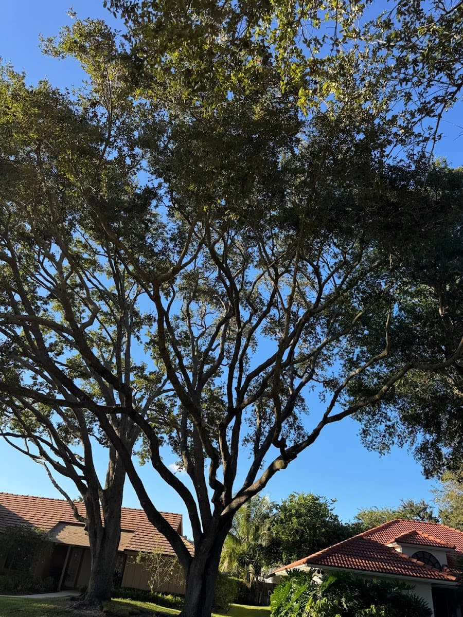 Tree Service of South Florida INC