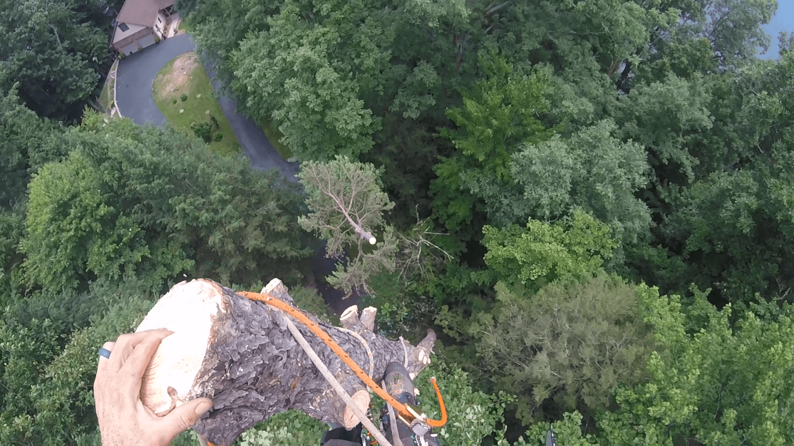 Straight Cut Tree Services