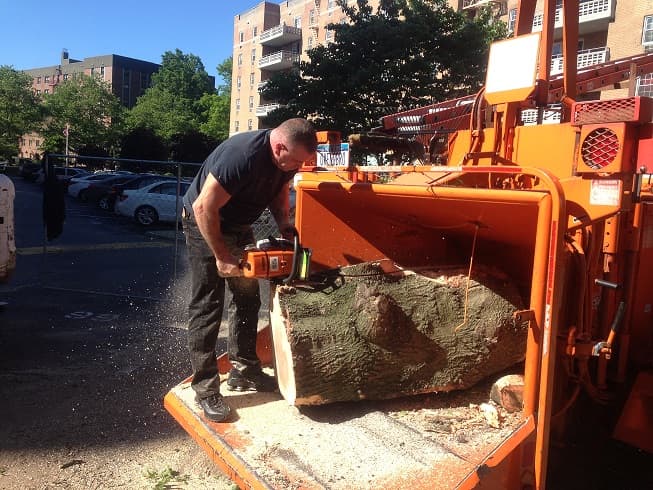 AFFORDABLE Tree Service Bronx, NYC