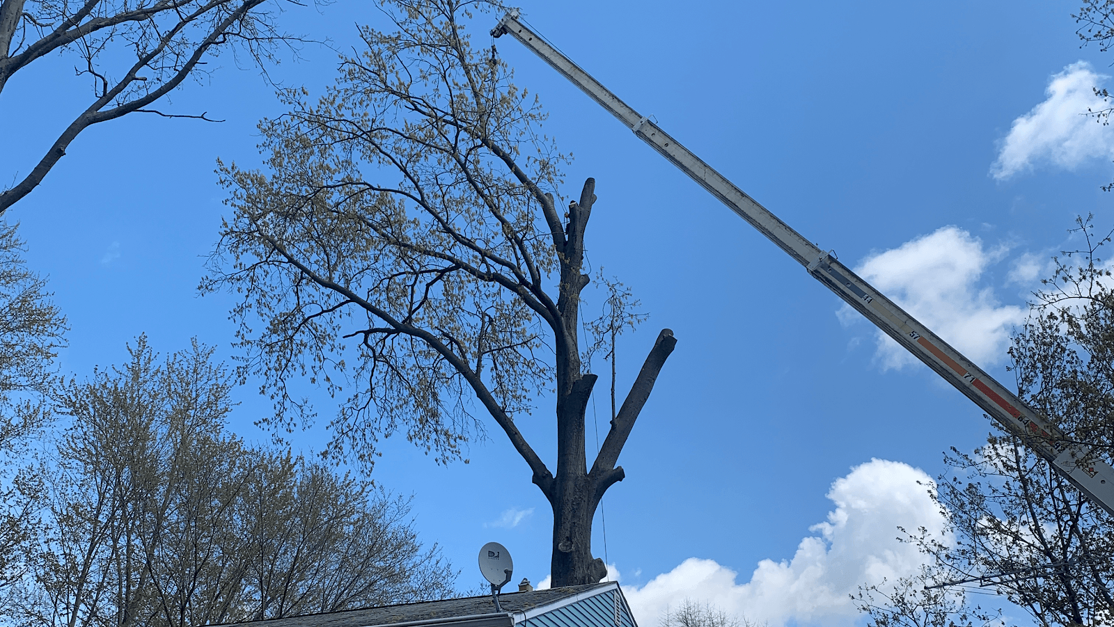 Monaco Tree Services