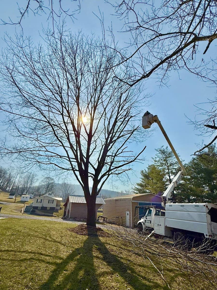 Y & VA TREE SERVICES LLC