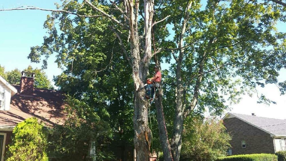 Broadleaf Tree care