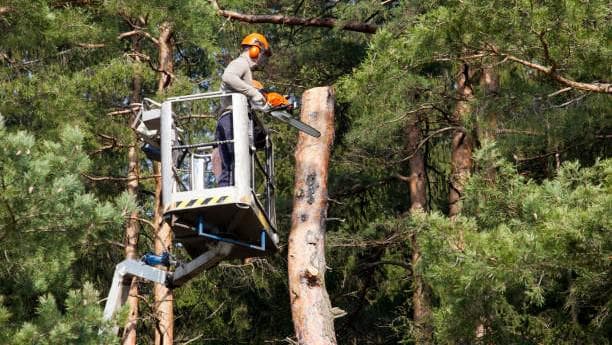 Rodriguez Tree Service LLC