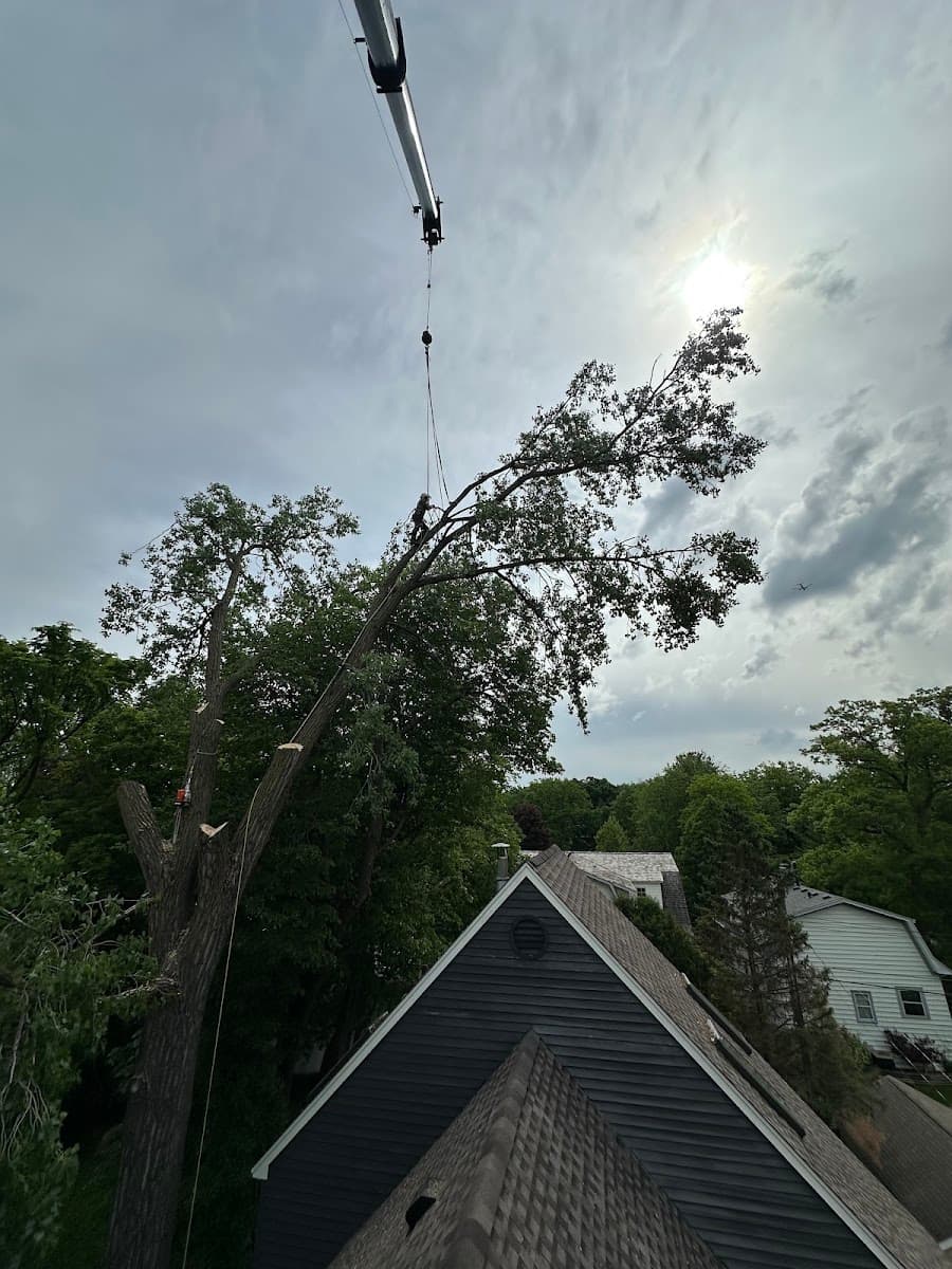 Summit Tree Care Pros.