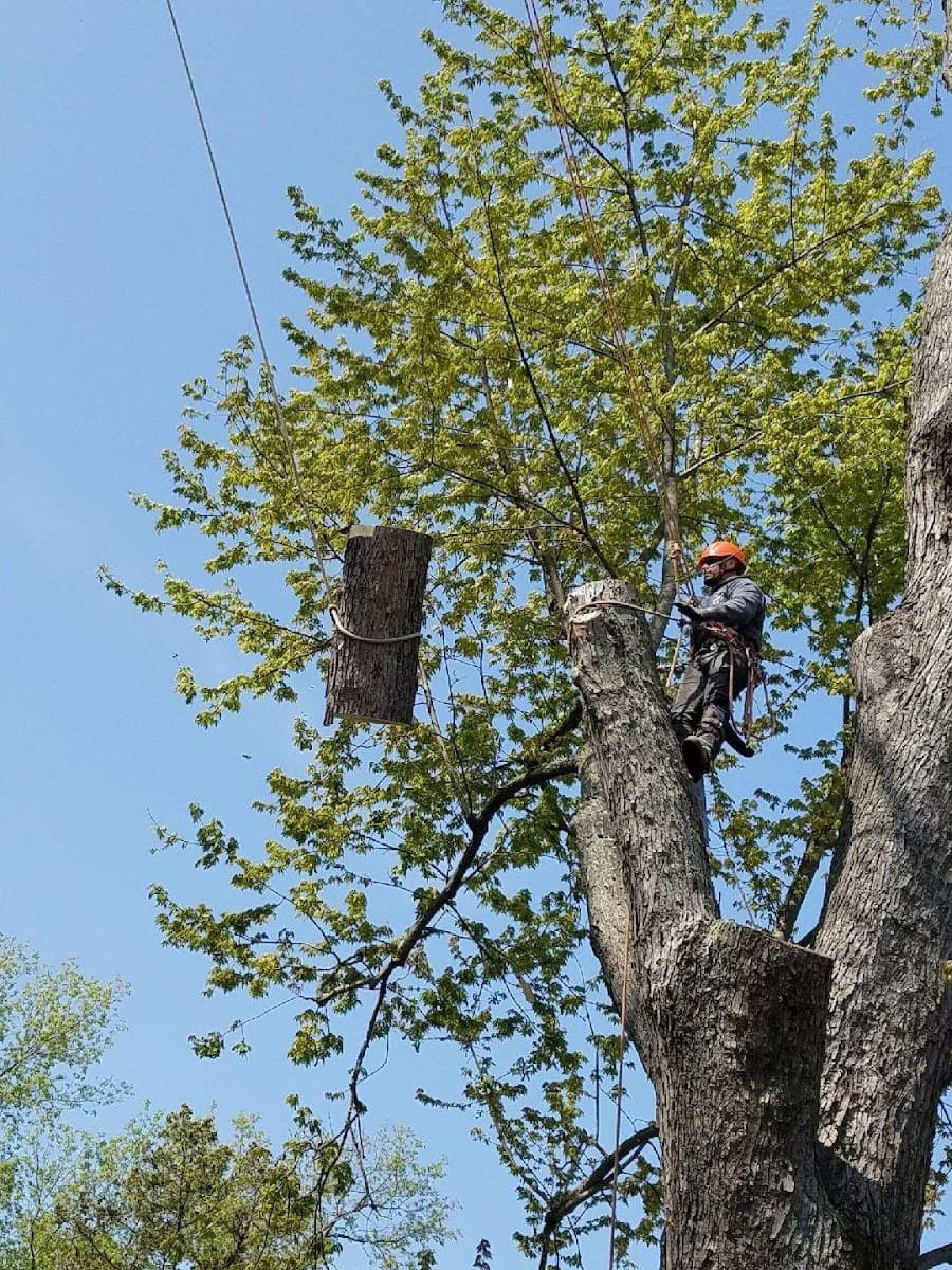 Green Oak Tree Service