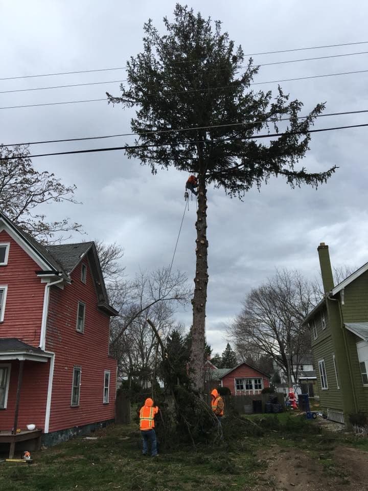 Ziegler Tree Company