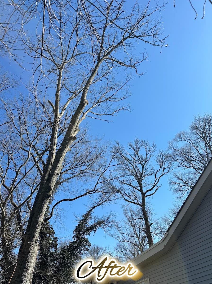 Team Gale Tree Service