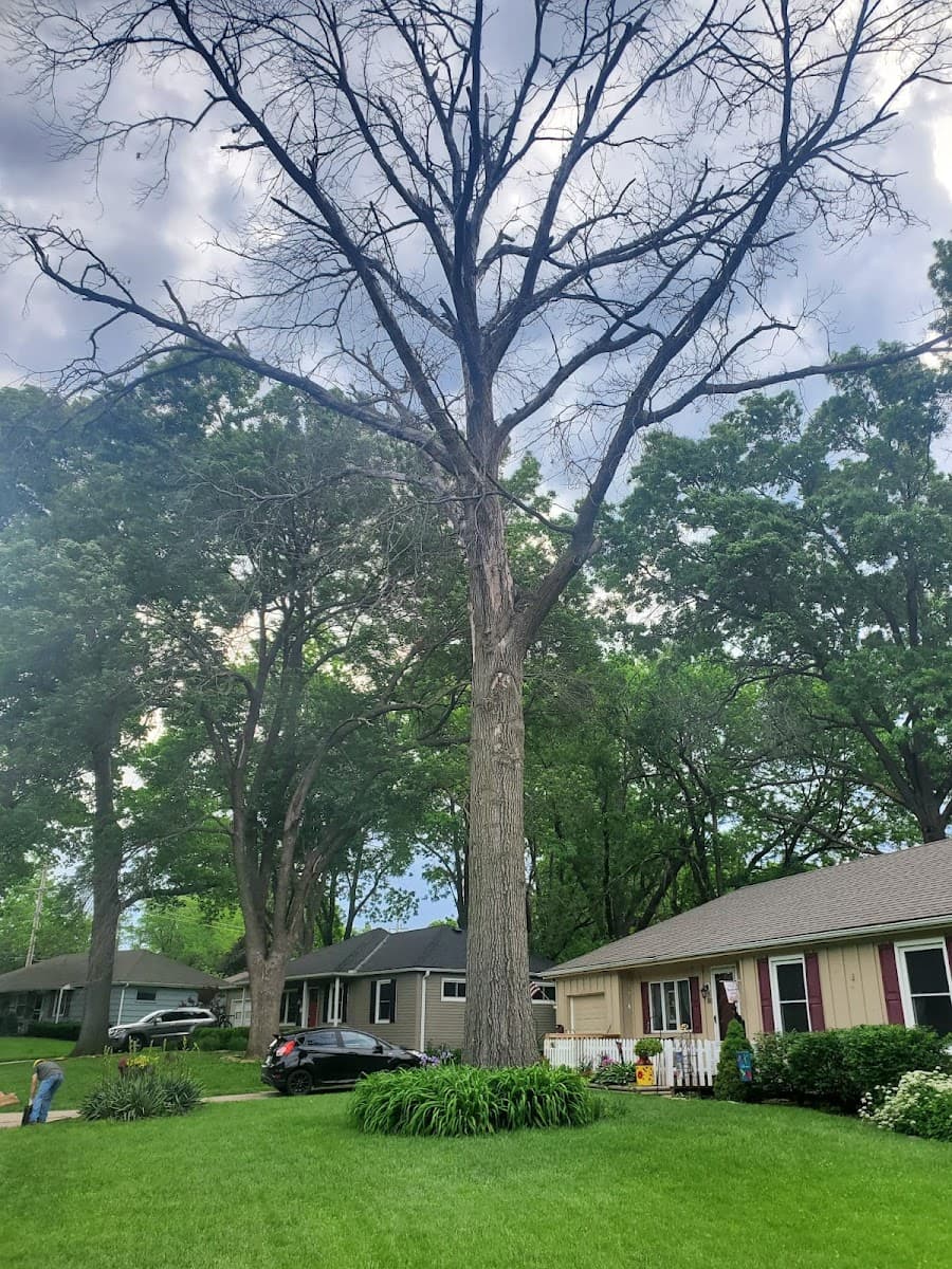 Ramos Tree Care LLC