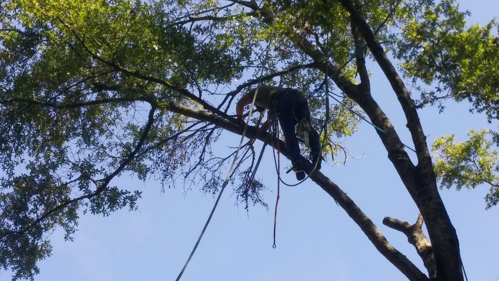 Alabama Tree Surgeons