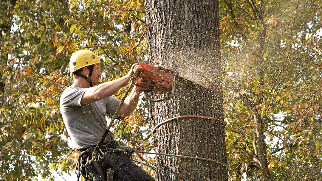 William's Tree Service