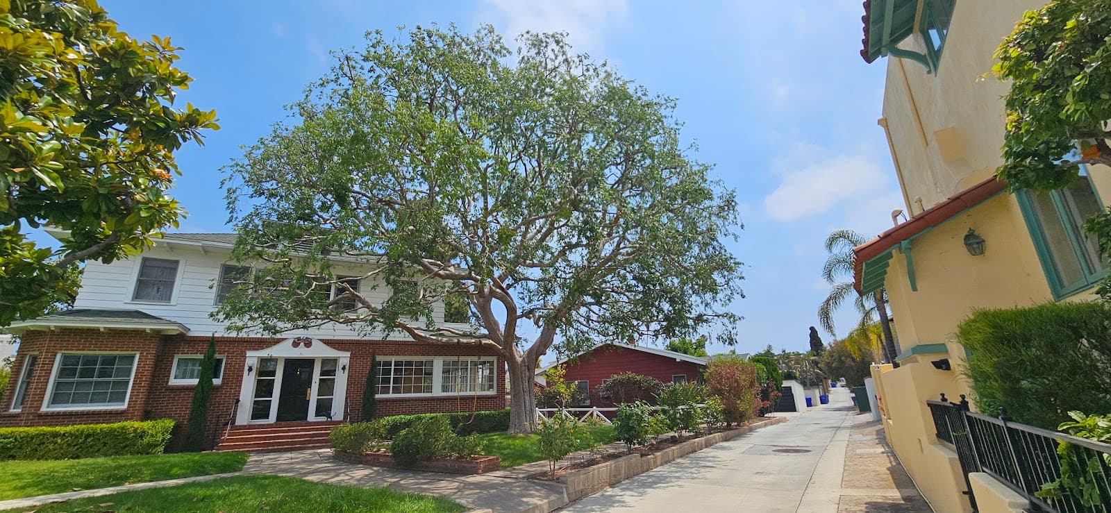 San Diego Tree Service Contractor