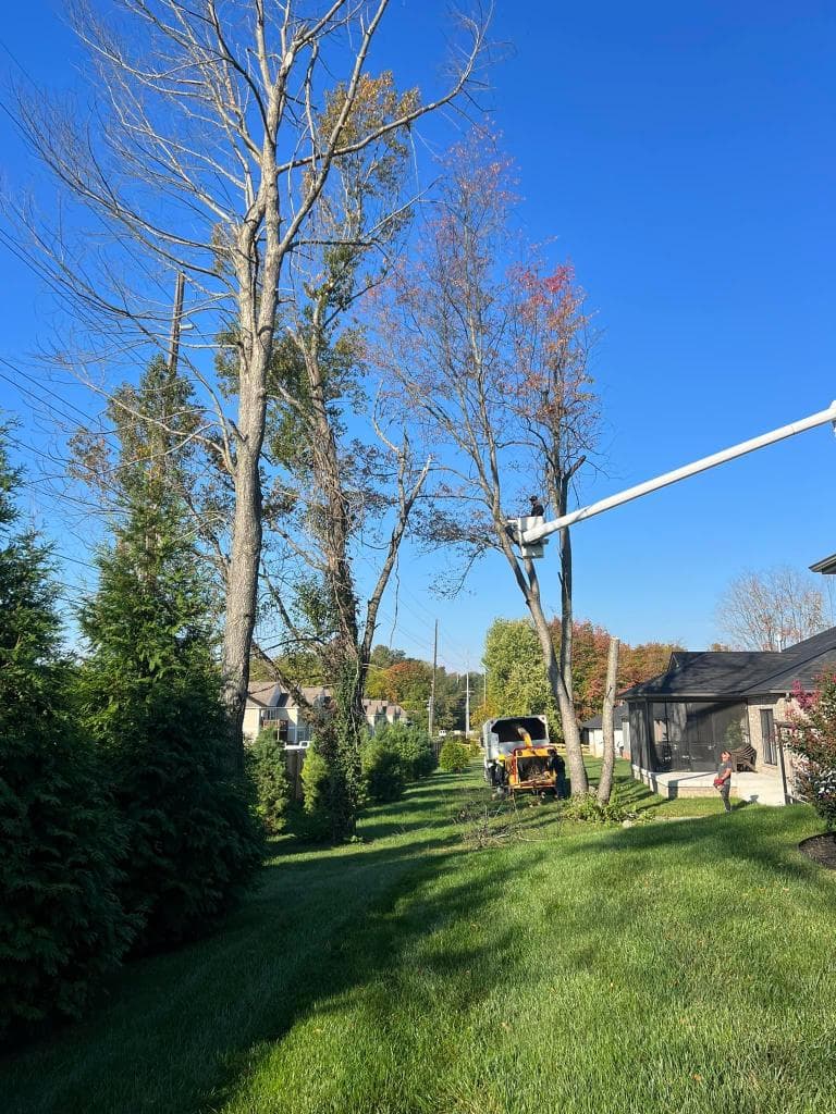TRINITY TREE SERVICE DAYTON OH