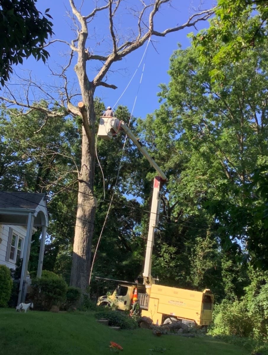 Escobar Tree Experts, LLC