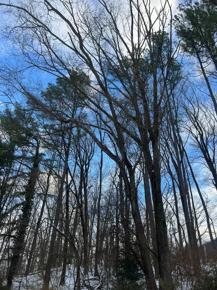 Red Oaks Tree Service