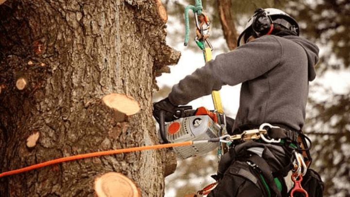 New Leaf Tree Service