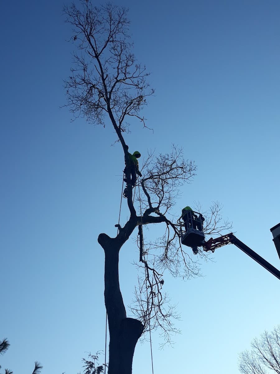 MJM Tree Service & Maintenance