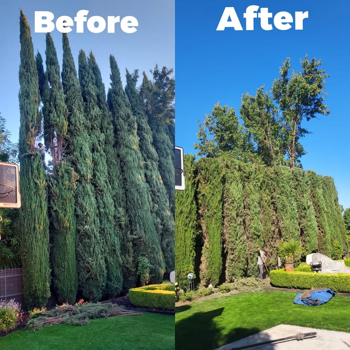 A.B.O Tree Service