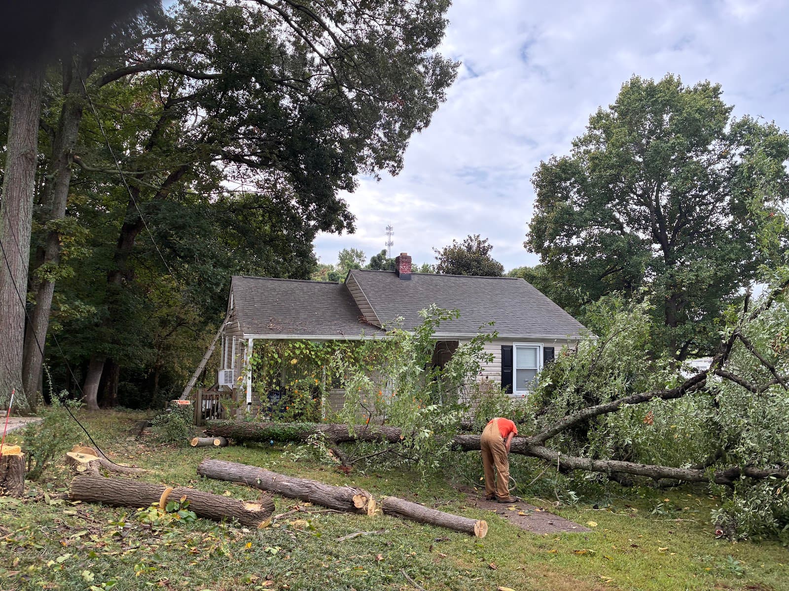 Seamster Tree & Stumpdoctor