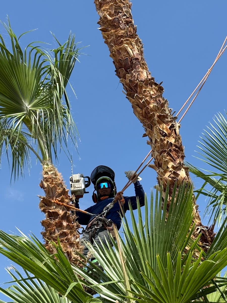 Casino Tree Service and landscaping LLC