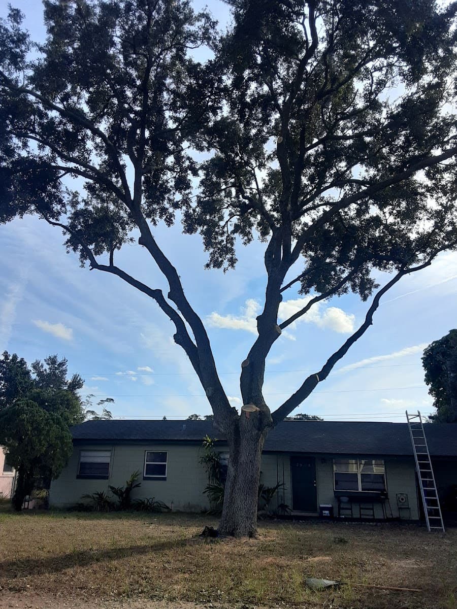 Wayne's Tree Service