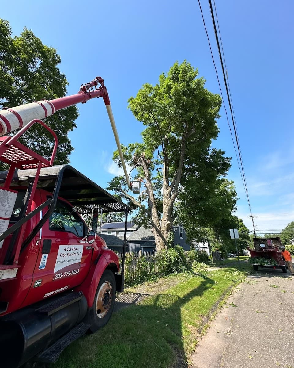 A Cut Above Tree Service LLC