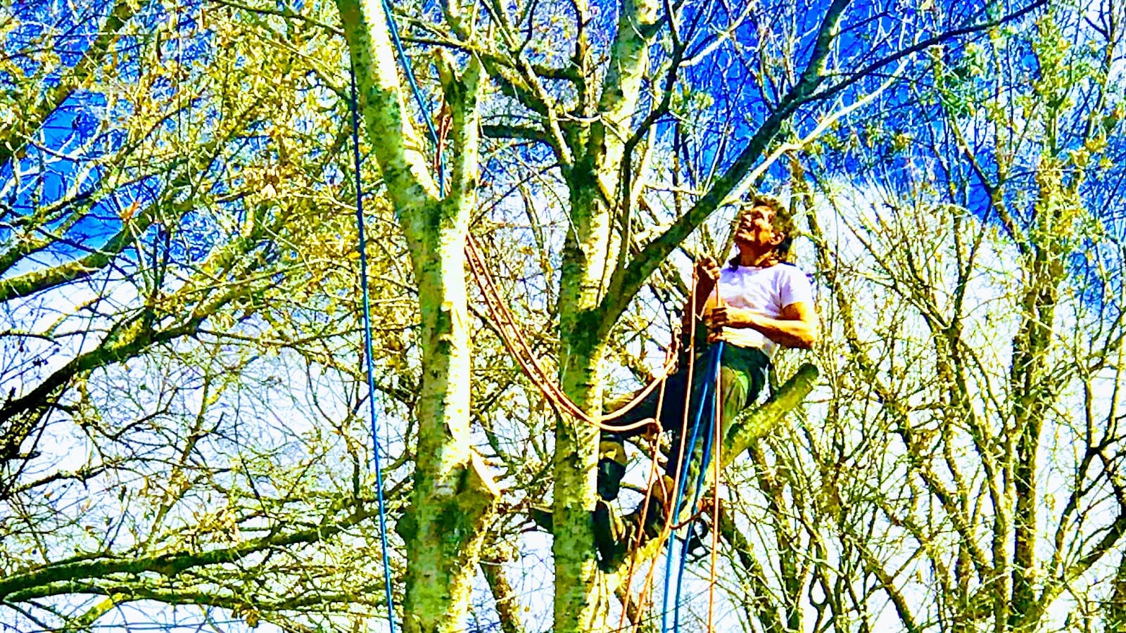 A Unity Tree Service