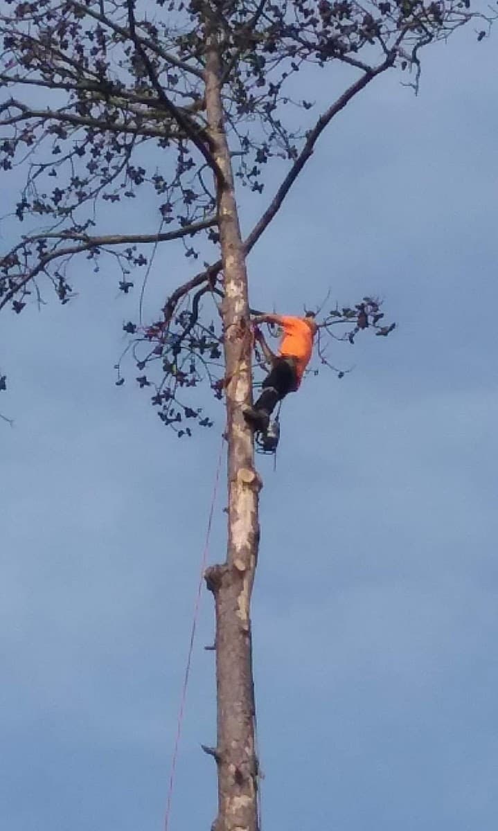 Secure Choice Tree Service of Beaumont Texas