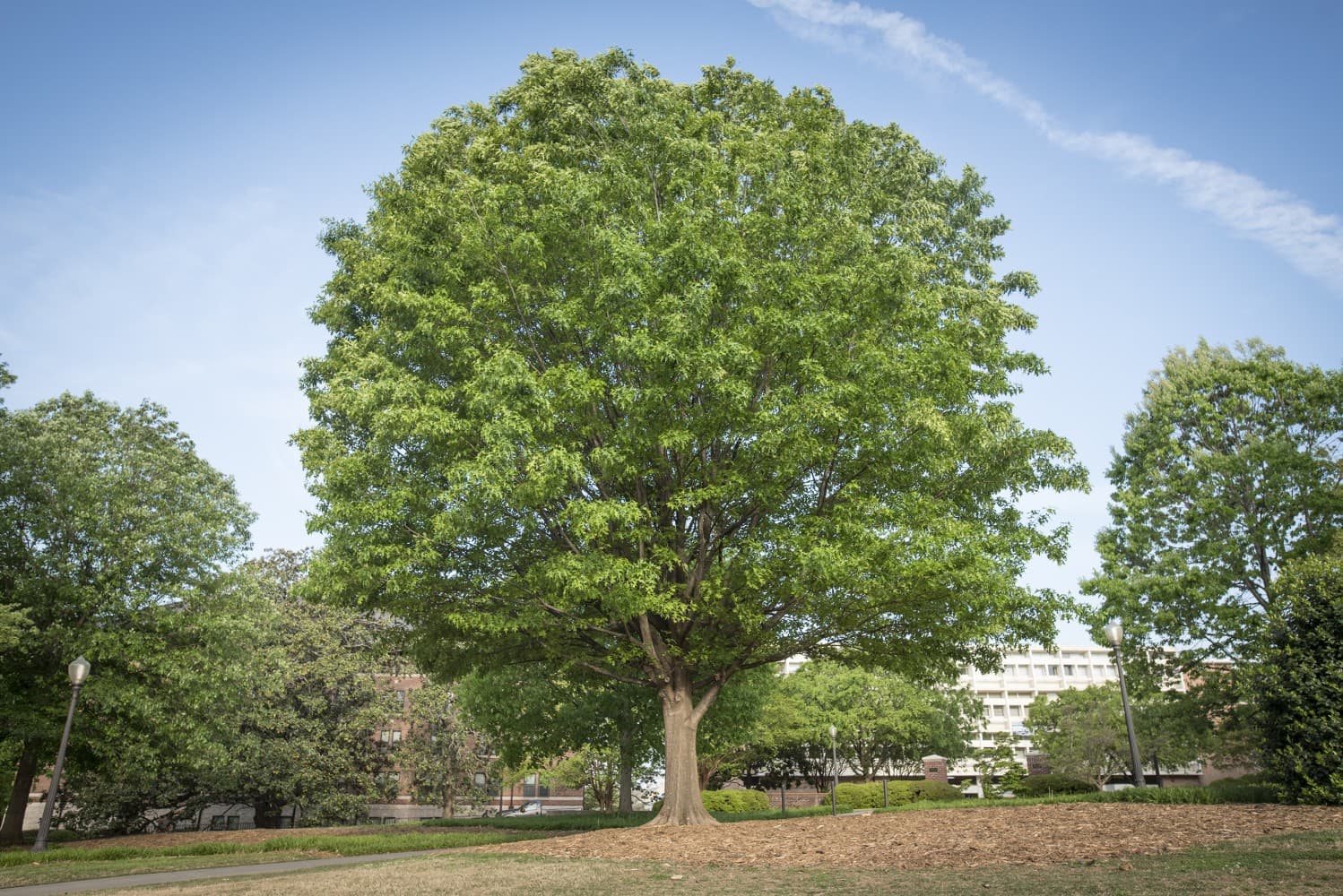 American Tree Service