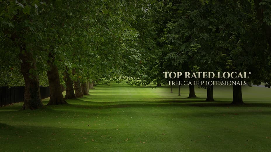 Patrick Musser Tree Service