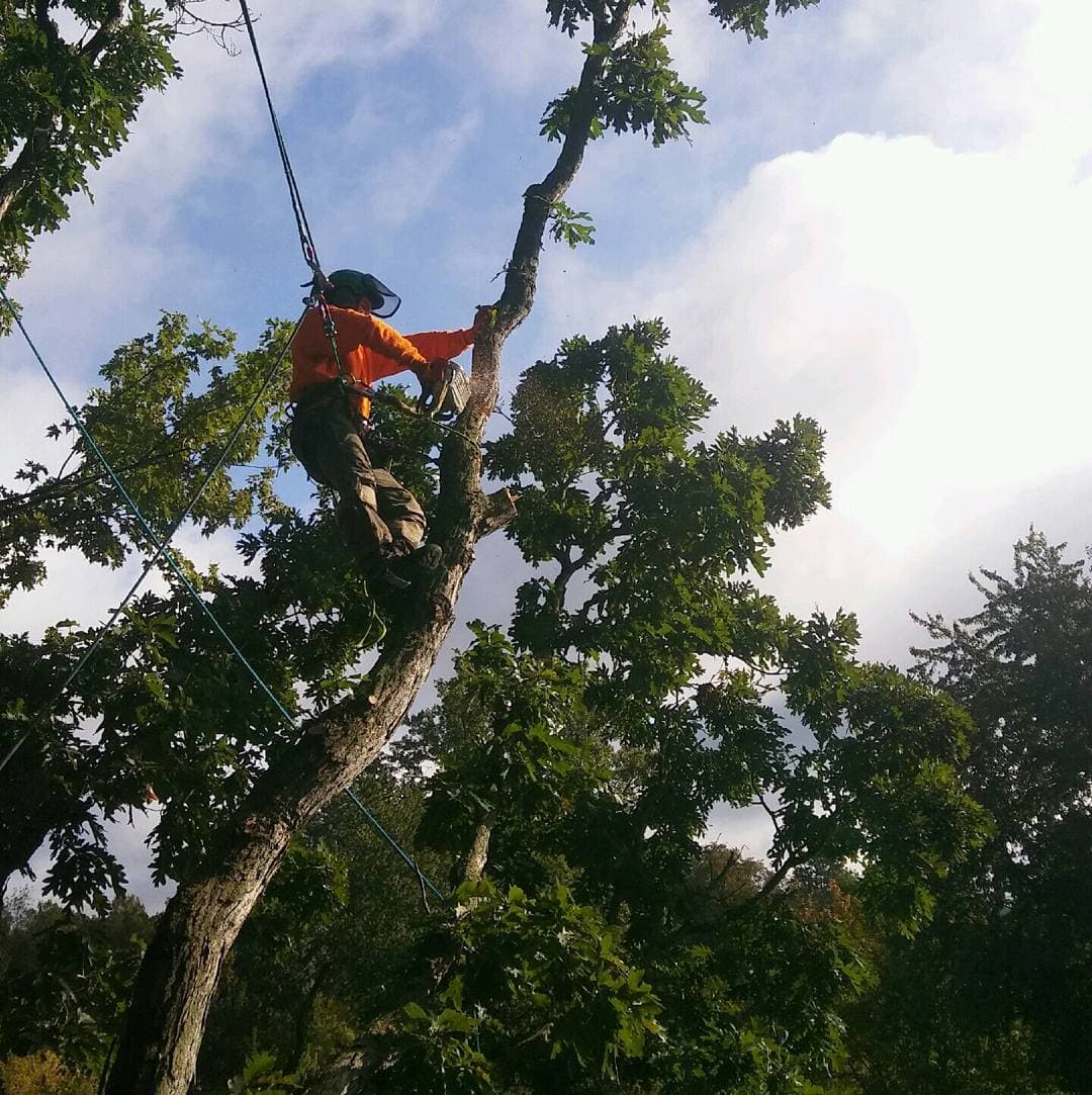 Treemendous Tree Care LLC