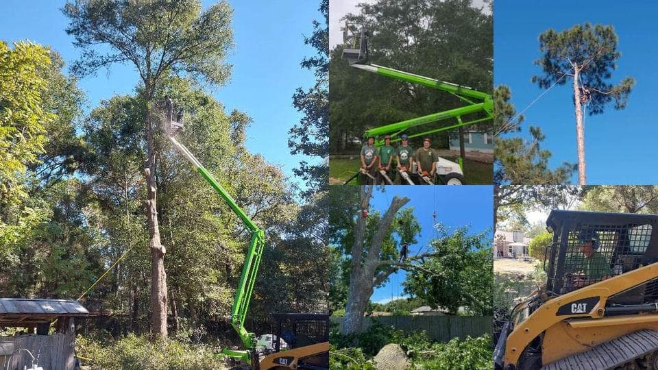 Trees and More of Northwest Florida- Fanberg Brothers LLC