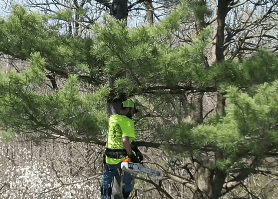 Arbor Care Tree Service, LLC