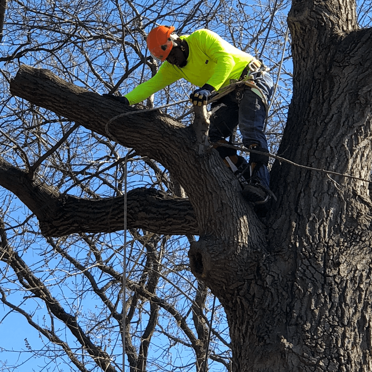 AAA Tree Care Landscaping