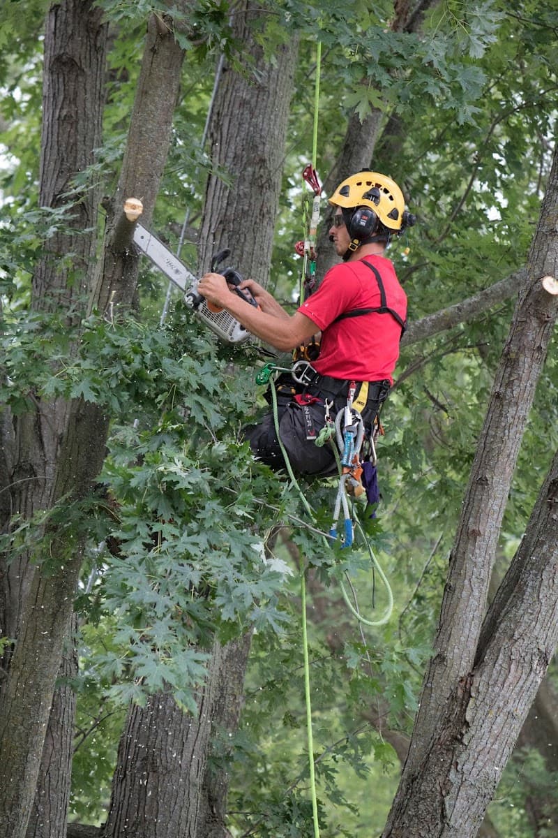 Selner Tree & Shrub Care