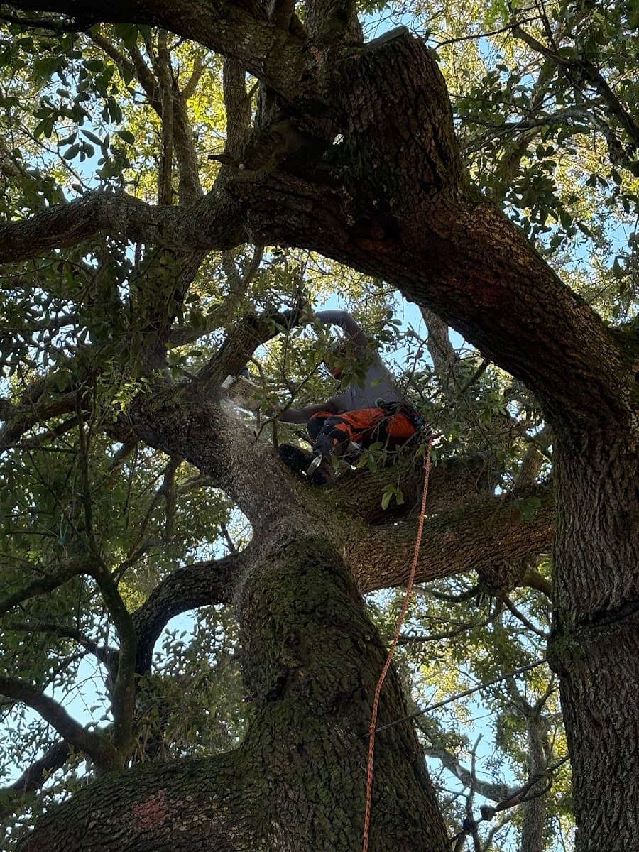 Richard Hodge Tree Care