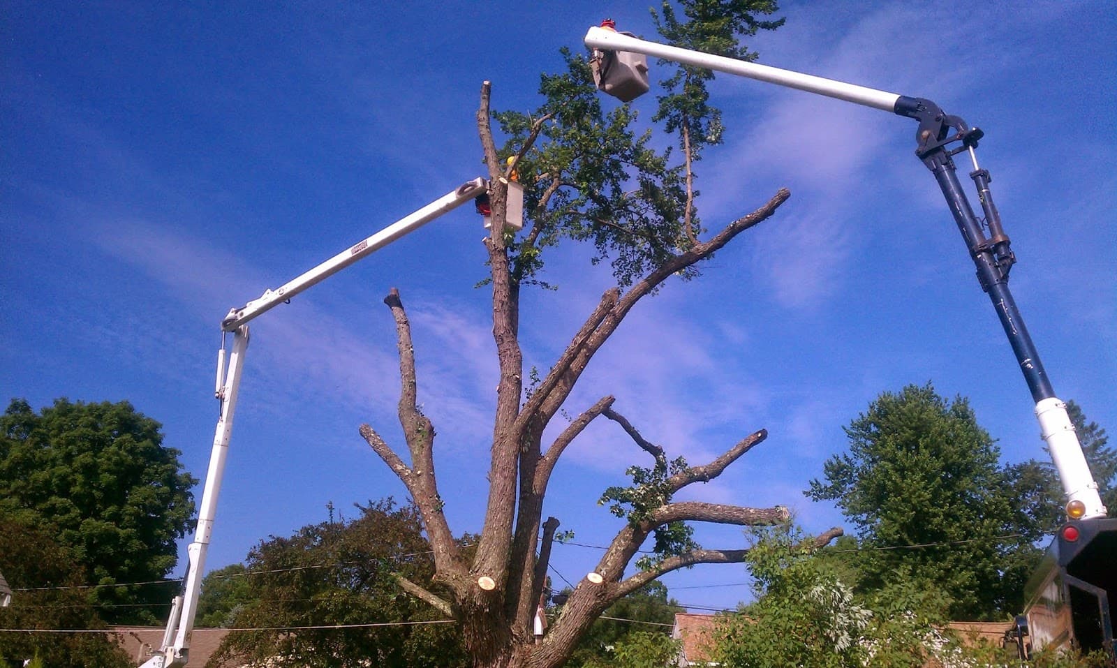 Scott's Tree & Landscape, Inc.