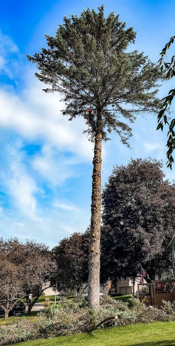 Wilschek Tree Service