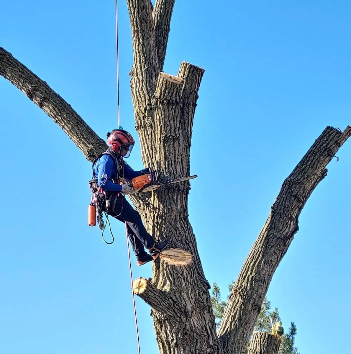 Joshua Tree Lawn and Garden LLC