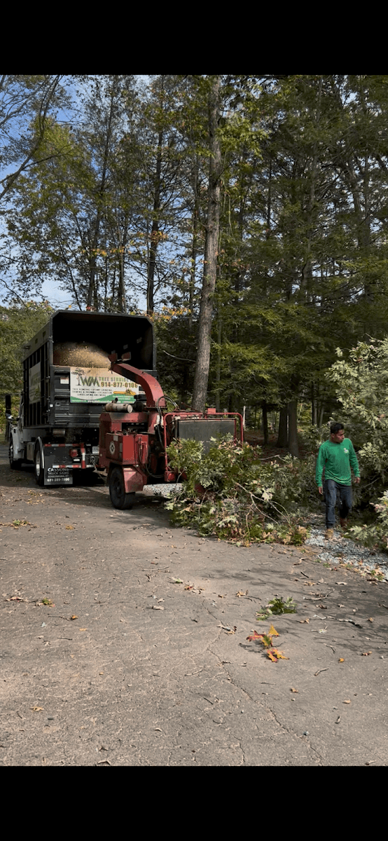 WM Tree Service